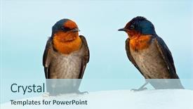  Presentation with swallow - Colorful PPT theme enhanced with portrait of swallows backdrop and a cool aqua colored foreground