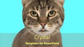  Presentation with sweet - Slide set enhanced with portrait-of-sweet-tabby-cat background and a violet colored foreground