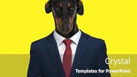  Presentation with navy blue - Theme with portrait-of-sweet-timid-teckel background and a wine colored foreground