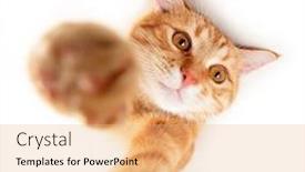  Presentation with animal photos - Colorful presentation enhanced with portrait-of-tabby-ginger-cat backdrop and a coral colored foreground