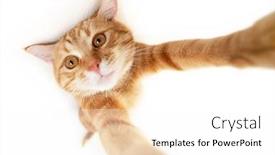  Presentation with animal photos - Presentation theme enhanced with portrait-of-tabby-ginger-cat background and a white colored foreground