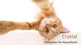 Presentation with animal photos - Amazing presentation theme having portrait-of-tabby-ginger-cat backdrop and a lemonade colored foreground