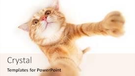  Presentation with animal photos - PPT layouts enhanced with portrait-of-tabby-ginger-cat background and a lemonade colored foreground