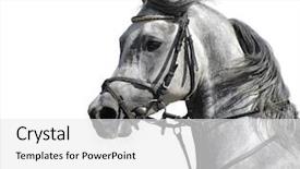  Presentation with stallion - PPT theme consisting of portrait of the arabian stallion background and a  colored foreground