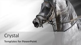  Presentation with stallion - Beautiful presentation featuring portrait of the arabian stallion backdrop and a light gray colored foreground