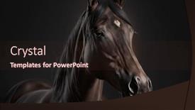  Presentation with horse head - Slide deck with portrait-of-the-black-horse background and a wine colored foreground