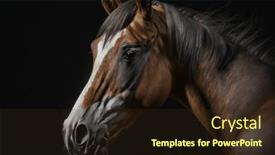  Presentation with horse head - Slides featuring portrait-of-the-black-horse background and a wine colored foreground