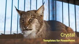  Presentation with zoo - Colorful PPT theme enhanced with  backdrop and a  colored foreground