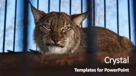  Presentation with zoo - Beautiful presentation design featuring  backdrop and a  colored foreground