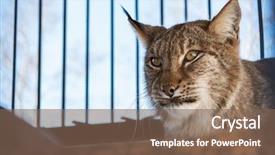  Presentation with zoo - Colorful presentation enhanced with  backdrop and a  colored foreground