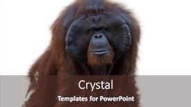  Presentation with camera - Beautiful presentation theme featuring portrait-of-the-orangutan-pongo backdrop and a tawny brown colored foreground