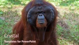  Presentation with zoo - PPT theme with portrait-of-the-orangutan-pongo background and a wine colored foreground