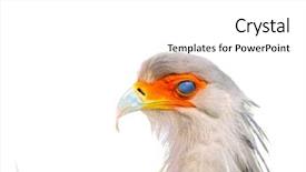  Presentation with secretary - Audience pleasing theme consisting of portrait of the secretary bird backdrop and a white colored foreground