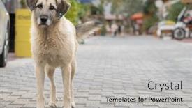  Presentation with old dog - PPT theme enhanced with portrait-of-the-stray-dog background and a light gray colored foreground