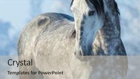  Presentation with stallion - Amazing theme having portrait of thoroughbred gray stallion in winter forest on a blue sky background multicolored wintertime square outdoors image backdrop and a soft green colored foreground