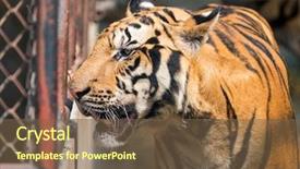  Presentation with hunting - Audience pleasing PPT theme consisting of portrait of tigers in their backdrop and a tawny brown colored foreground
