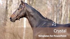  Presentation with stallion - PPT theme having portrait of trakehner stallion background and a coral colored foreground