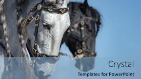  Presentation with white horse - Colorful presentation design enhanced with portrait-of-two-andalusian-horses backdrop and a light blue colored foreground