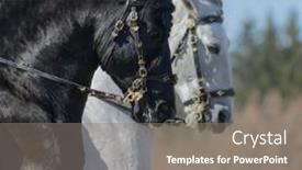 Presentation with baroque - Slide set enhanced with portrait-of-two-andalusian-horses background and a gray colored foreground