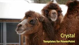  Presentation with zoo - Slides with portrait of two bactrian camels background and a tawny brown colored foreground