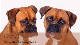  Presentation with boxer - Amazing slide deck having portrait-of-two-boxer-dogs backdrop and a red colored foreground