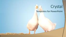  Presentation with geese - Slide set enhanced with portrait of two geese standing background and a sky blue colored foreground