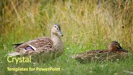  Presentation with baby chicks ducks and blocks - Beautiful PPT theme featuring portrait of two mallard ducks backdrop and a tawny brown colored foreground