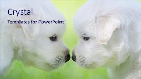  Presentation with light green - Amazing PPT theme having portrait of two puppies mixed breed white puppies on light green background backdrop and a sky blue colored foreground