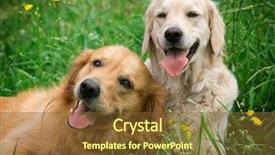  Presentation with dogs - Colorful slide set enhanced with portrait of two young dogs backdrop and a tawny brown colored foreground