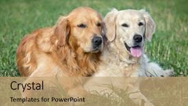  Presentation with dog park dogs plays - PPT theme featuring portrait of two young dogs background and a coral colored foreground