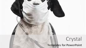  Presentation with surgical - PPT theme featuring portrait-of-vet-dog-wearing background and a light gray colored foreground