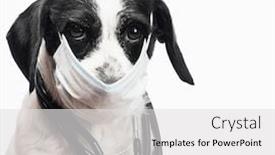  Presentation with surgical - Theme enhanced with portrait-of-vet-dog-wearing background and a light gray colored foreground
