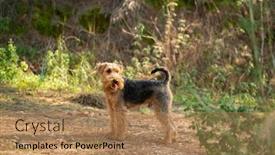  Presentation with welsh - Slide set featuring portrait-of-welsh-terrier-dog background and a coral colored foreground