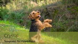 Presentation with welsh - PPT theme enhanced with portrait-of-welsh-terrier-dog background and a gold colored foreground