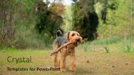  Presentation with welsh - Theme having portrait-of-welsh-terrier-dog background and a gold colored foreground