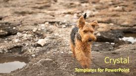  Presentation with welsh - Presentation theme featuring portrait-of-welsh-terrier-dog background and a violet colored foreground