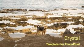  Presentation with welsh - PPT theme consisting of portrait-of-welsh-terrier-dog background and a tawny brown colored foreground
