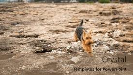 Presentation with welsh - Presentation theme having portrait-of-welsh-terrier-dog background and a coral colored foreground