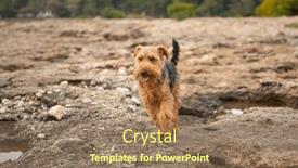  Presentation with welsh - Presentation design enhanced with portrait-of-welsh-terrier-dog background and a coral colored foreground