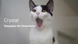  Presentation with cat - Presentation design consisting of portrait-of-white-grey-cat background and a gray colored foreground