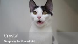  Presentation with cat - Beautiful PPT theme featuring portrait-of-white-grey-cat backdrop and a gray colored foreground