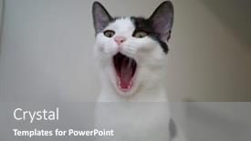  Presentation with cat - Cool new slides with portrait-of-white-grey-cat backdrop and a gray colored foreground