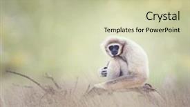  Presentation with gibbon - PPT theme having portrait of white-handed gibbon background and a  colored foreground