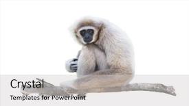  Presentation with gibbon - Audience pleasing slide set consisting of portrait of white-handed gibbon backdrop and a light gray colored foreground