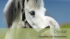  Presentation with white horse - PPT theme having portrait-of-white-icelandic-horse background and a mint green colored foreground
