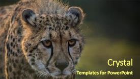  Presentation with cheetah - PPT theme enhanced with portrait of wild cheetah patrolling background and a tawny brown colored foreground