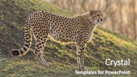  Presentation with cheetah - Slide deck consisting of portrait of wild cheetah patrolling background and a tawny brown colored foreground