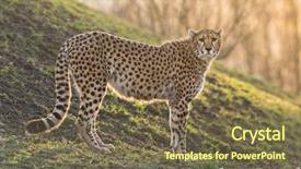  Presentation with cheetah - Slide deck consisting of portrait of wild cheetah patrolling background and a violet colored foreground