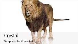  Presentation with lion king - Colorful presentation theme enhanced with portrait of wild lion isolated backdrop and a light gray colored foreground