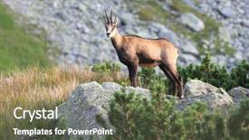  Presentation with married couples on the mountain - PPT layouts featuring portrait of wild mountain goat background and a  colored foreground